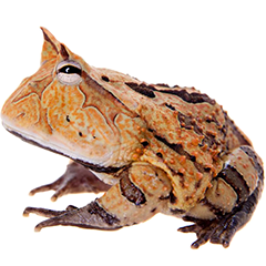 Surinam Horn Frog
